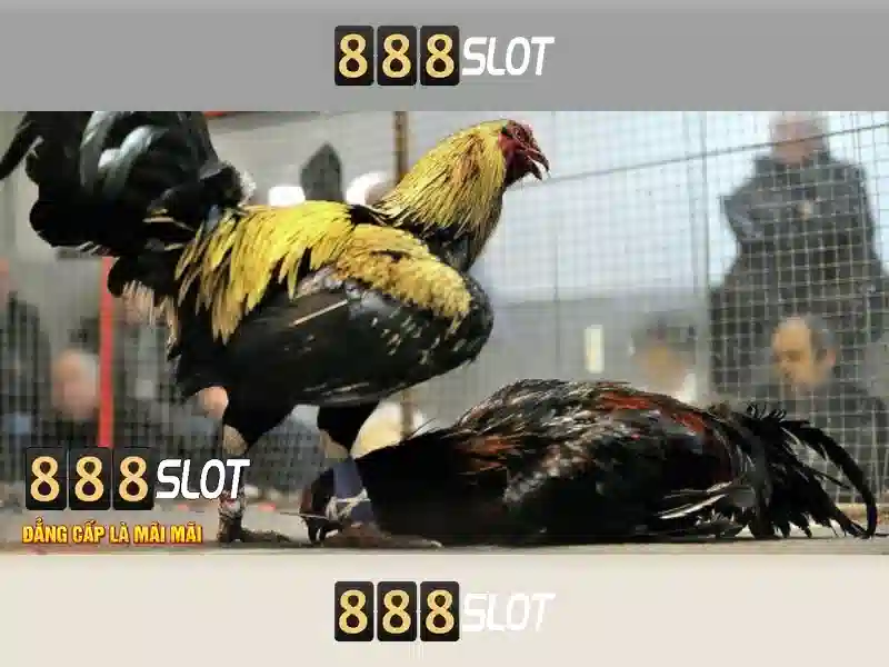 888slot - Tổng quan về nền tảng cược trực tuyến